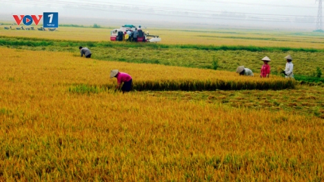 Phát triển lúa gạo chất lượng, đặc sản miền núi phía Bắc (2/12/2019)