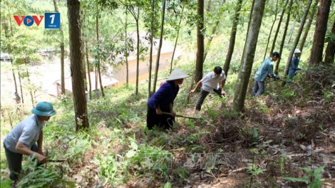 Các địa phương quyết liệt phòng chống cháy rừng trong mùa khô (11/12/2019)