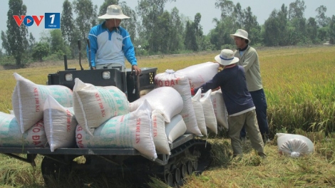 Tăng hiệu quả sản xuất và tiêu thụ lúa gạo (13/12/2019)