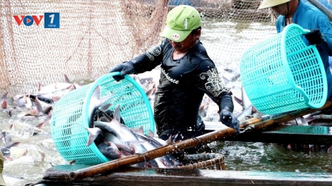 Nghề nuôi cá tra ở Đồng bằng sông Cửu Long đối mặt với nguy cơ khủng hoảng (9/12/2019)
