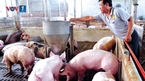 Phải làm sao để phòng chống dịch tả lợn châu Phi (26/2/2019)