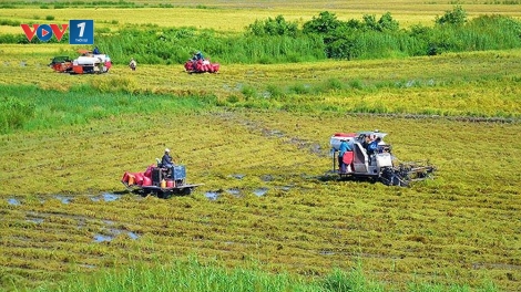Giải pháp tăng giá lúa ở đồng bằng sông Cửu Long (24/2/2019)