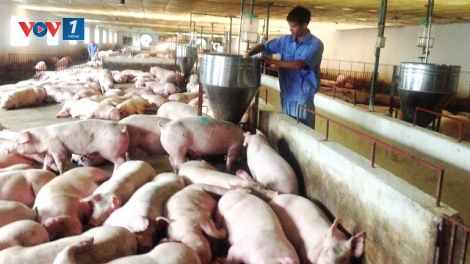Hạn chế sự lây lan của dịch tả lợn Châu Phi - Những việc cần làm ngay! (21/2/2019)
