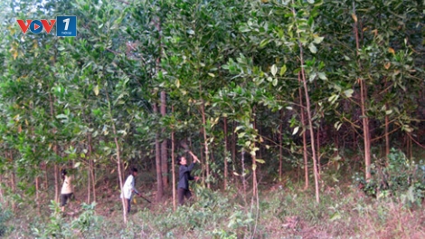 Đầu tư trồng rừng, tạo sức bật cho lâm sản Việt (23/2/2019)