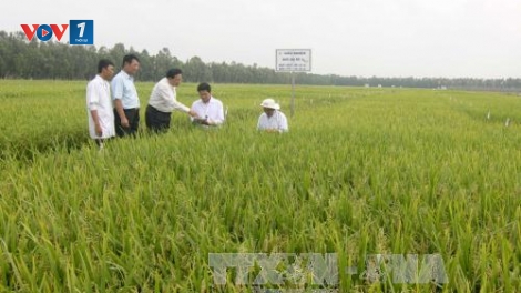 Thái Bình: Nhiều mô hình tích tụ đất đai có hiệu quả (27/2/2019)
