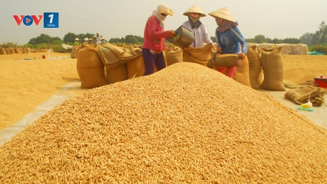 Giá lúa tại Đồng bằng sông Cửu Long lại rơi vào điệp khúc chờ "giải cứu", sau 2 năm thành công liên tiếp (19/2/2019)
