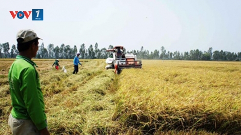 Tình trạng lúa xuống giá ở Đồng bằng sông Cửu Long (21/2/2019)
