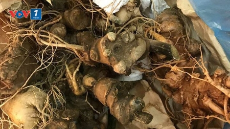 Quảng Nam - Giả sâm Ngọc Linh để bán với giá cao (14/2/2019)