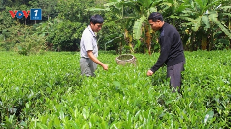 Sản xuất chè sạch tại tỉnh Thái Nguyên (11/2/2019)