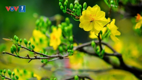 Chương trình Tết Kỷ Hợi 2019: Hào khí Lạc Hồng-Khơi nguồn cảm hứng. <br> Điểm báo Xuân (5/2/2019)