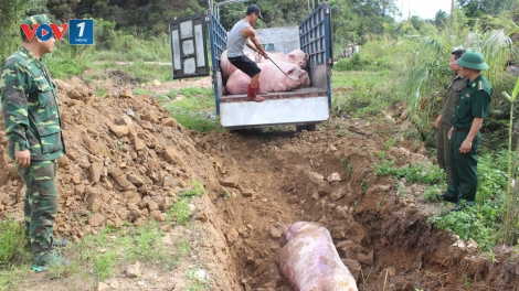 Công tác dập dịch và những khuyến cáo của cơ quan chức năng hiện nay sau khi phát hiện ổ dịch tả lợn châu Phi tại 2 tỉnh Hưng Yên và Thái Bình (20/2/2019)