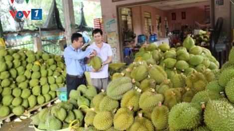 Triển vọng của ngành hàng nông nghiệp trong năm 2019 (18/2/2019)