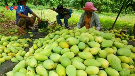 Niềm vui từ những trái xoài (22/2/2019)