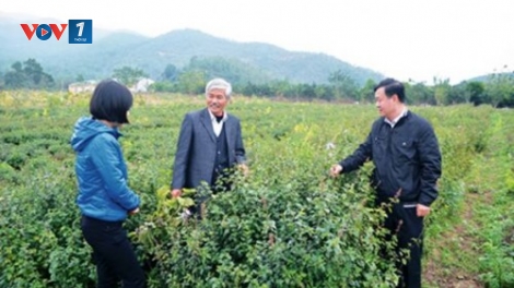 Khai thác nguồn tài nguyên dược liệu Việt Nam - Cần đẩy mạnh liên kết nhà khoa học, doanh nghiệp (30/3/2019)