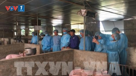 Triển khai đồng bộ các giải pháp ngăn chặn bệnh dịch tả lợn châu Phi (6/3/2019)
