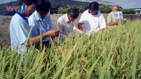 Đồng bằng sông Cửu Long: Cần tập trung nghiên cứu giống lúa thích ứng với hạn mặn (13/3/2019)