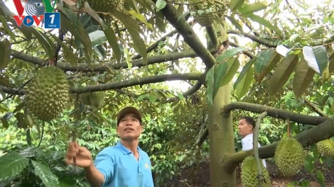 Những nông dân thu tiền tỷ nhờ mở hướng đi mới (30/3/2019)