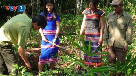 Tạo sinh kế bền vững cho đồng bào để giữ rừng (20/3/2019)