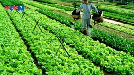 Giải pháp nào để nâng cao hiệu quả hoạt động hợp tác xã nông nghiệp (27/3/2019)