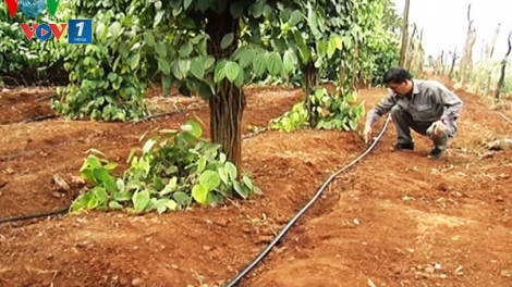 Tây Nguyên: Tưới tiết kiệm giải pháp lâu dài thích ứng biến đổi khí hậu (15/3/2019)