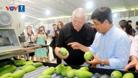 Sản xuất xoài sạch – chinh phục thị trường thế giới (25/3/2019)