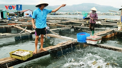 Nuôi thủy sản an toàn sinh học để phát triển bền vững (29/4/2019)