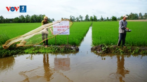 Ứng dụng hiệu quả các công nghệ sản xuất tiên tiến trong nông nghiệp tại tỉnh Hậu Giang (24/4/2019)