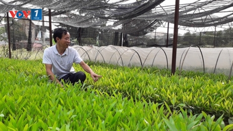 Nâng cao chất lượng giống cây lâm nghiệp (17/4/2019)