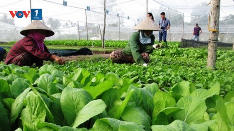Giải pháp nào để thúc đẩy phát triển nông nghiệp hữu cơ ở Việt Nam (4/4/2019)