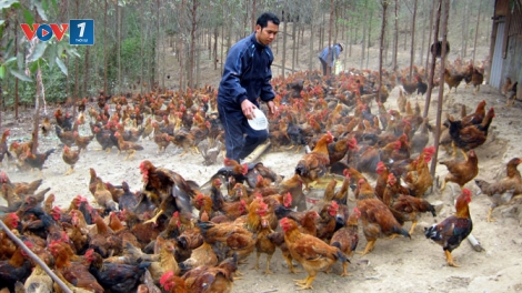Giải pháp phát triển chăn nuôi gia cầm bền vững (18/4/2019)