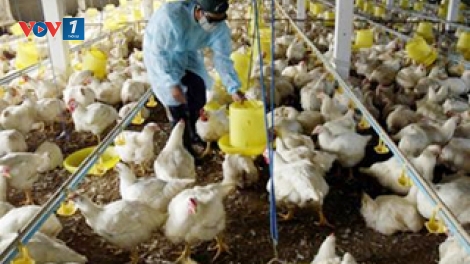 Chăn nuôi an toàn sinh học để đàn gia cầm phát triển bền vững (2/4/2019)