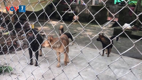 Chủ đàn chó gây hậu quả nghiêm trọng có bị xử lý hình sự hay không? (5/4/2019)