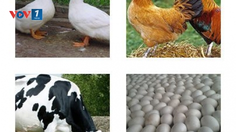 Giải pháp nào đảm bảo phát triển chăn nuôi bền vững? (25/4/2019)