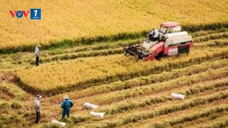 Lúa gạo Việt: Không thể trông chờ vào trợ giá (3/4/2019)