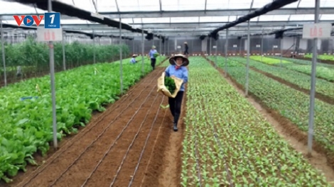 Học làm nông, nhà nông làm giàu (20/4/2019)