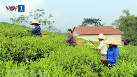 Giải pháp phát triển thương hiệu chè (23/4/2019)