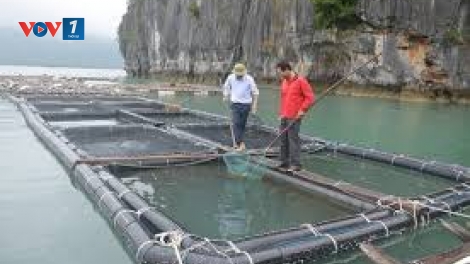 Ứng dụng mô hình công nghệ tiên tiến trong nuôi cá lồng bè trên biển (8/5/2019)