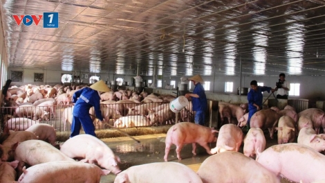 Đại dịch tả lợn châu Phi: - Đâu là giải pháp cho ngành chăn nuôi Việt Nam? (27/5/2019)