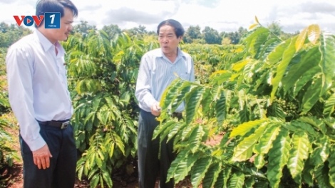 Phóng sự: “Phá sản trên ngôi vị số 1” - Bài đầu tiên trong loạt bài “Nông nghiệp Tây Nguyên - Tìm động lực cho giai đoạn mới” (14/5/2019)