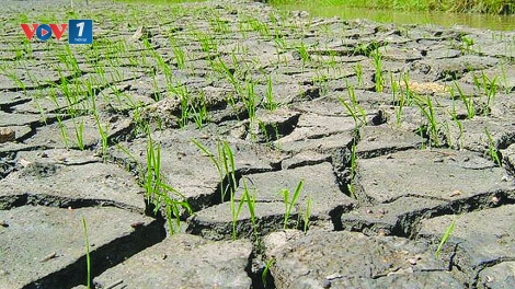 Ứng phó biến đổi khí hậu: Địa phương cần chủ động lịch mùa vụ (16/5/2019)