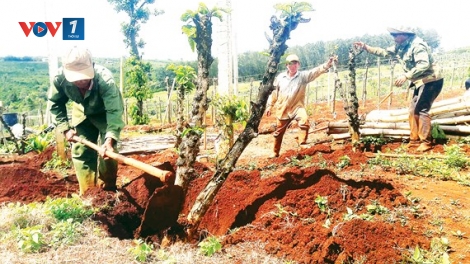 Nông nghiệp Tây Nguyên - Tìm động lực cho giai đoạn mới (13/5/2019)