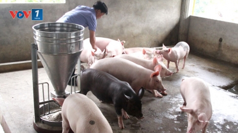 Bài học từ chăn nuôi nhỏ lẻ (29/5/2019)