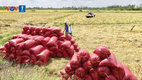 Lúa gạo chất lượng cao - hướng đi tất yếu trong hội nhập (7/5/2019)