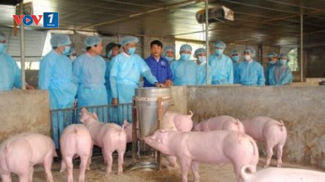 Giải pháp ngăn ngừa dịch tả lợn Châu Phi (17/5/2019)