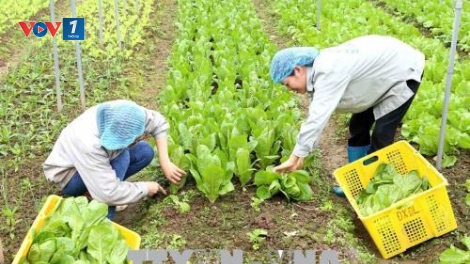 Phân tích mô hình khoán sản phẩm của doanh nghiệp nông nghiệp (10/5/2019)