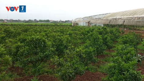 Chuyển đổi cây trồng vật nuôi: Không để tình trạng “Đầu voi đuôi chuột” (24/5/2019)