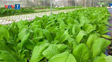 Rau hữu cơ vì sức khỏe người tiêu dùng (30/5/2019)