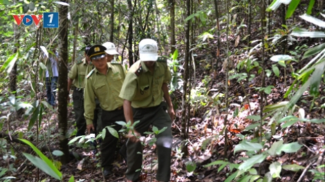 Tây Nguyên: Hãy giữ lấy rừng trước khi quá muộn (25/5/2019)