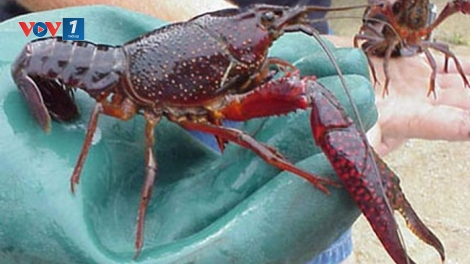 Những lỗ hổng trong kiểm soát sinh vật ngoại lai (23/5/2019)