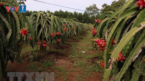 Kinh nghiệm xây dựng vùng nguyên liệu của các doanh nghiệp tại địa phương (15/5/2019)